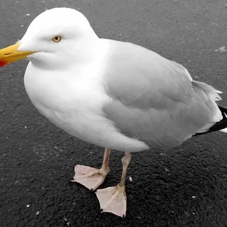 La Maison De Pierre 2 Semesterbostad *